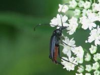 Stenurella nigra, Schwarze Schmalbock