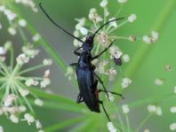 Stenurella nigra, Schwarze Schmalbock