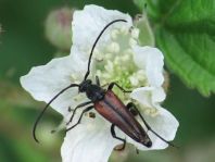 Kleiner Schmalbock, Stenurella melanura