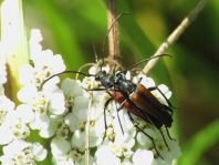 Kleiner Schmalbock, Stenurella melanura