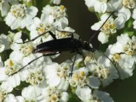 Stenurella nigra, Schwarze Schmalbock