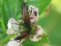 Kleiner Schmalbock, Stenurella melanura