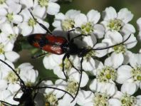 Stenurella bifasciata, Zweibindiger Schmalbock