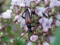 Kleiner Schmalbock, Stenurella melanura