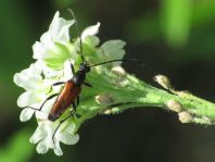 Kleiner Schmalbock, Stenurella melanura