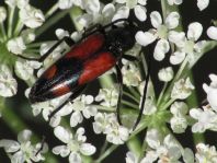 Stenurella bifasciata, Zweibindiger Schmalbock