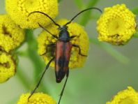Stenurella bifasciata, Zweibindiger Schmalbock