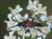 Kleiner Schmalbock, Stenurella melanura