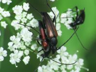 Kleiner Schmalbock, Stenurella melanura