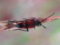 Stenurella bifasciata, Zweibindiger Schmalbock