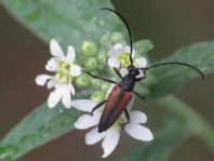 Kleiner Schmalbock, Stenurella melanura