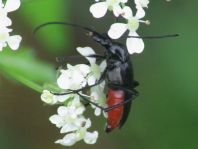 Stenurella nigra, Schwarze Schmalbock