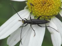 Stenurella nigra, Schwarze Schmalbock
