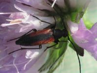 Kleiner Schmalbock, Stenurella melanura