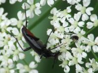 Stenurella nigra, Schwarze Schmalbock