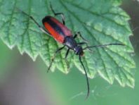 Kleiner Schmalbock, Stenurella melanura