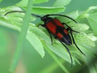 Stenurella bifasciata, Zweibindiger Schmalbock