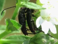 Stenurella nigra, Schwarze Schmalbock