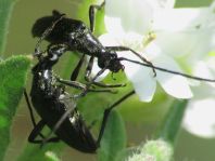 Stenurella nigra, Schwarze Schmalbock