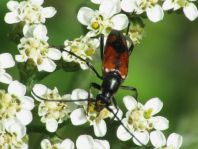Stenurella bifasciata, Zweibindiger Schmalbock