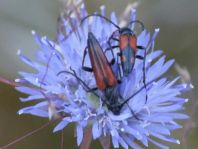 Stenurella bifasciata, Zweibindiger Schmalbock