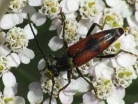 Stenurella bifasciata, Zweibindiger Schmalbock