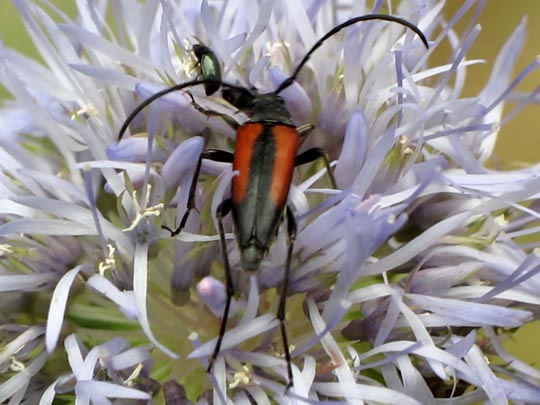 Stenurella melanura, Kleiner Schmalbock