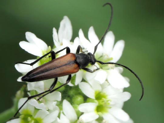 Stenurella melanura, Kleiner Schmalbock