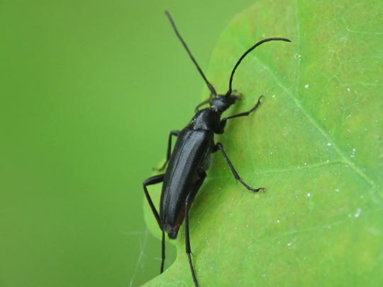 Stenurella nigra, Schwarze Schmalbock