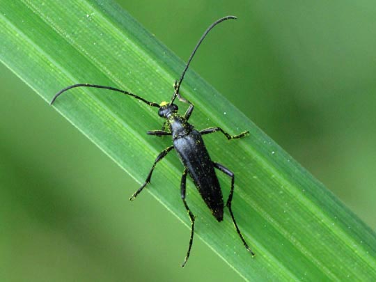 Stenurella nigra, Schwarze Schmalbock