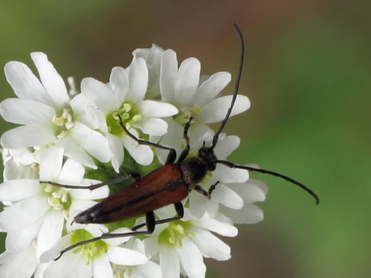 Stenurella melanura, Kleiner Schmalbock