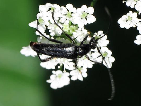 Stenurella nigra, Schwarze Schmalbock