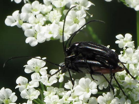 Stenurella nigra, Schwarze Schmalbock
