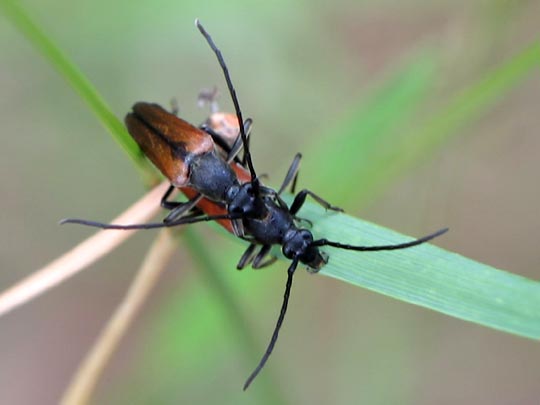 Stenurella melanura, Kleiner Schmalbock