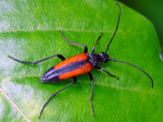 Kleiner Schmalbock, Stenurella melanura