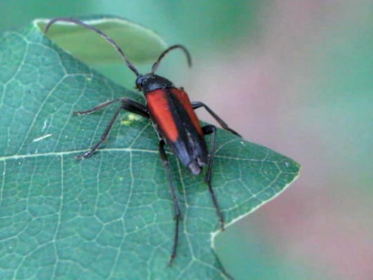 Stenurella melanura, Kleiner Schmalbock