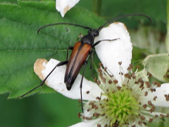 Stenurella melanura, Kleiner Schmalbock