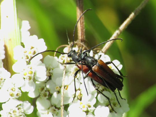 Stenurella melanura, Kleiner Schmalbock