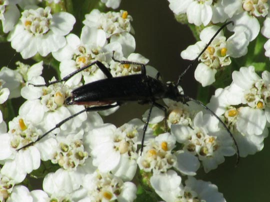 Stenurella nigra, Schwarze Schmalbock
