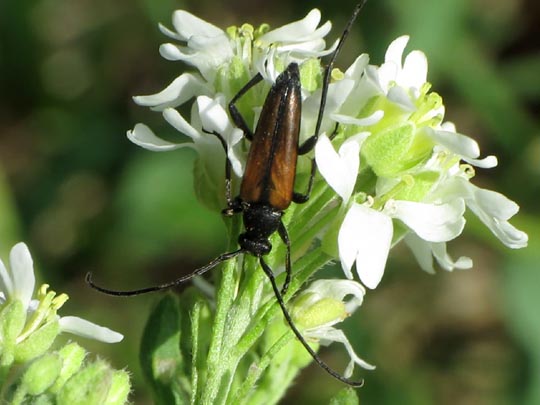Stenurella melanura, Kleiner Schmalbock