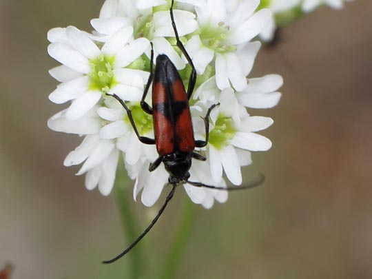 Stenurella bifasciata, Zweibindiger Schmalbock