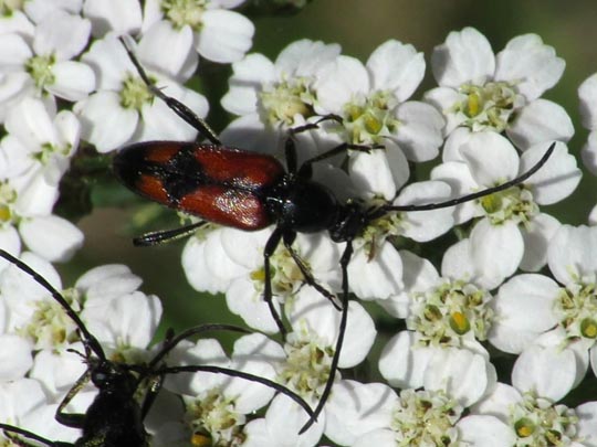 Stenurella bifasciata, Zweibindiger Schmalbock