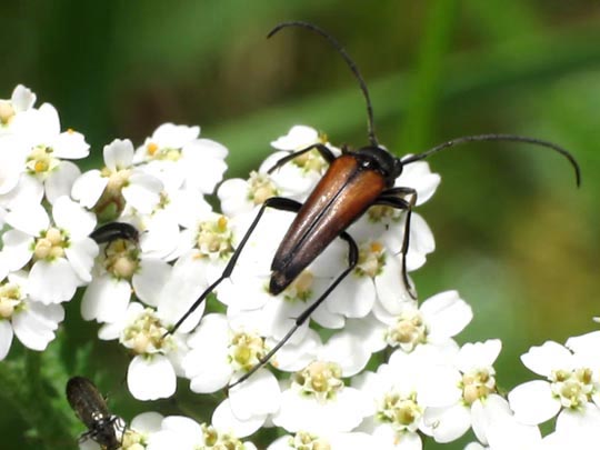 Stenurella melanura, Kleiner Schmalbock