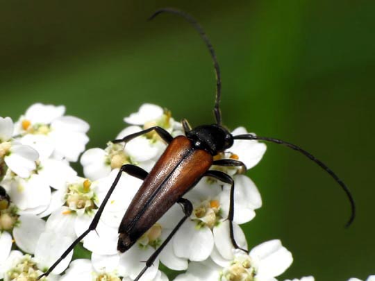 Stenurella melanura, Kleiner Schmalbock