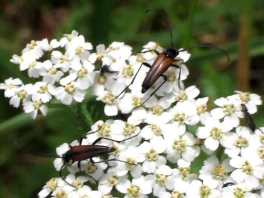 Stenurella melanura, Kleiner Schmalbock
