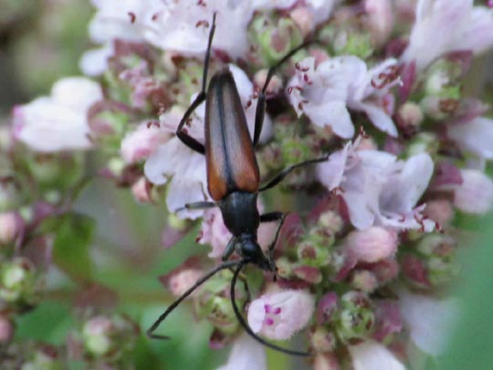 Stenurella melanura, Kleiner Schmalbock
