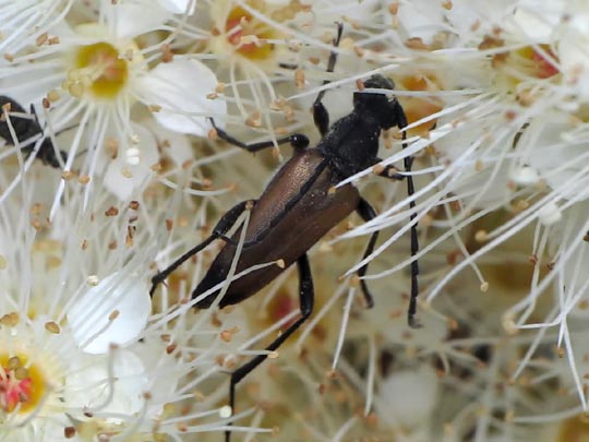 Stenurella melanura, Kleiner Schmalbock