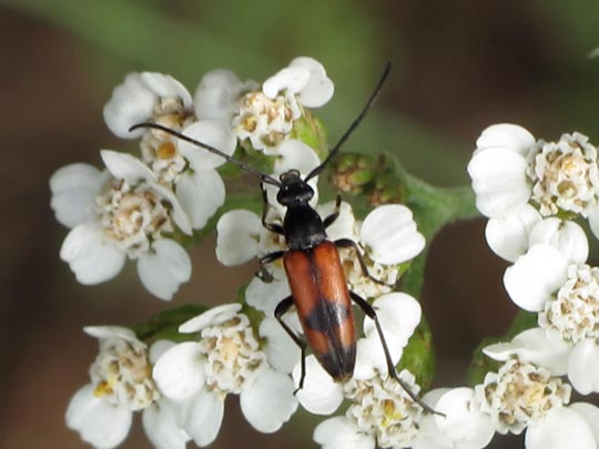 Stenurella bifasciata, Zweibindiger Schmalbock