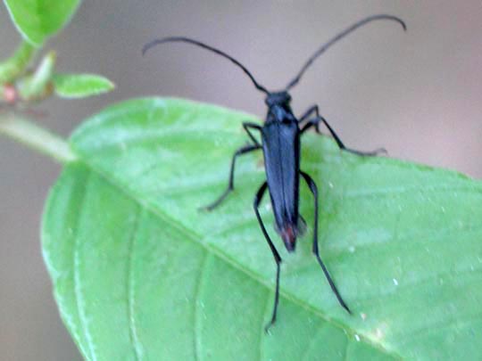 Stenurella nigra, Schwarze Schmalbock