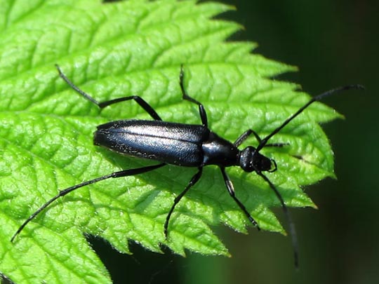 Stenurella nigra, Schwarze Schmalbock